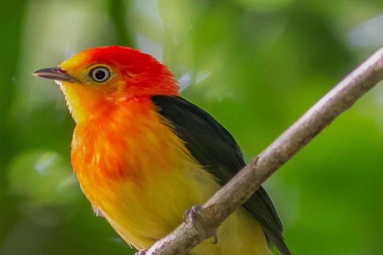 Manu Cultural Zone Tour 5 Days