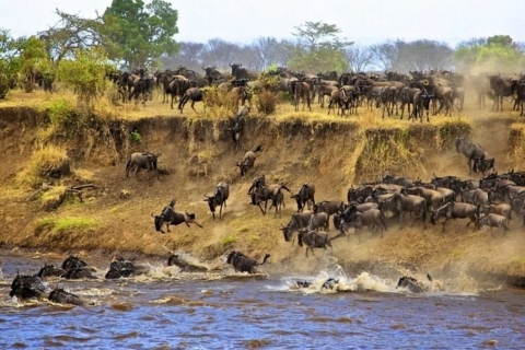 Tanzania: Safari de 6 días por el Serengeti y el cráter del Ngorongoro