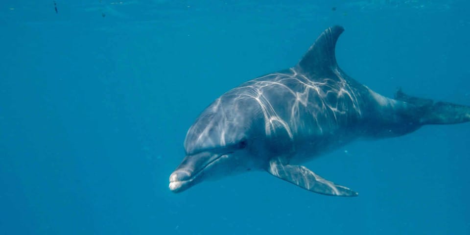 Mnemba Day tour GetYourGuide