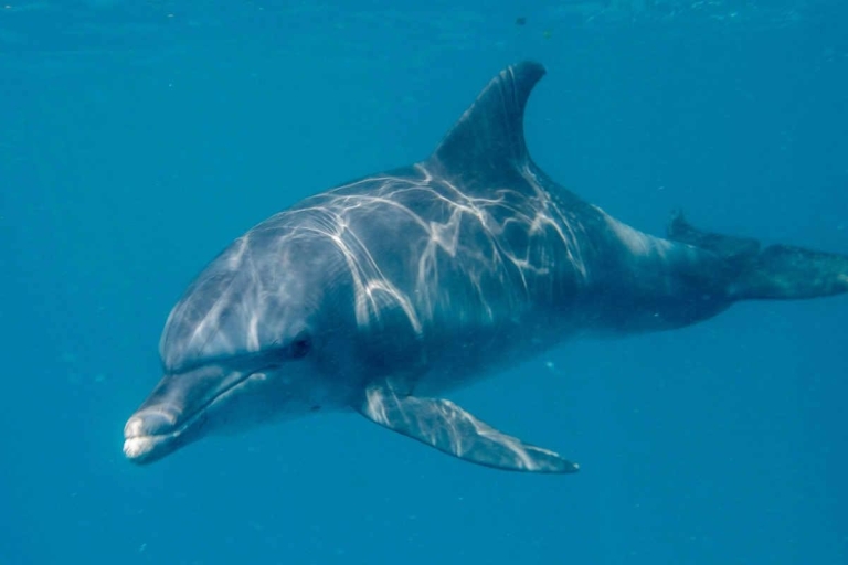 Visite d'un dauphin + plongée en apnée à l'île de Mnemba demi-journéeTour des dauphins et plongée en apnée sur l'île de Mnemba.