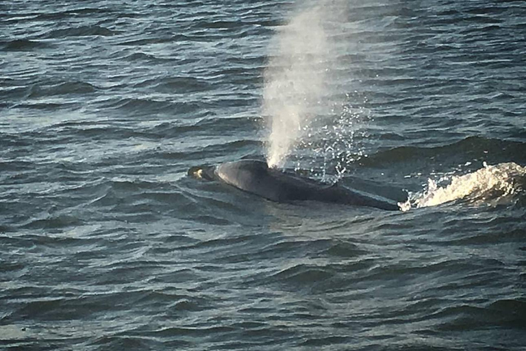 Folly: Crucero matinal en barco para avistar delfines en la isla MorrisFolly: Por la mañana Crucero en barco por la Isla Morris y avistamiento de delfines