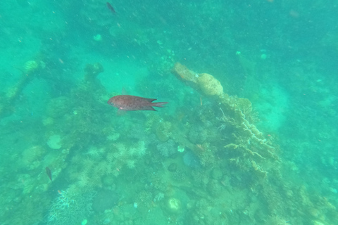 REEF AND WRECK - JAPANESE WWII AND CORAL GARDEN SNORKELING