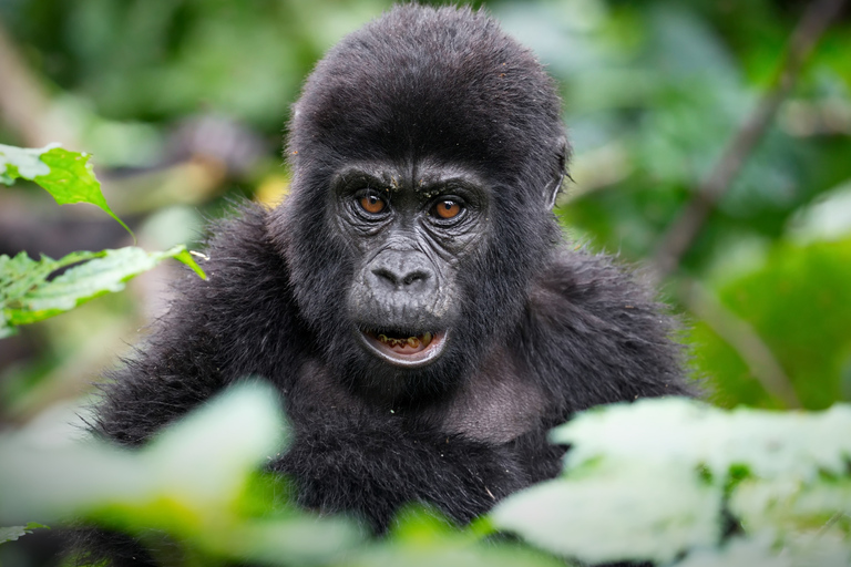 Rastreamento de gorilas no Parque Nacional Impenetrável de Bwindi, UgandaObservação de gorilas no Parque Nacional Impenetrável de Bwindi, Uganda