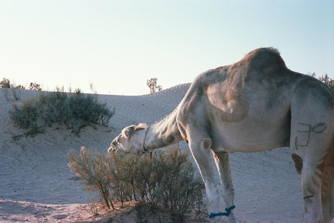 2-Day Tunisian Desert & UNESCO Heritage Tour