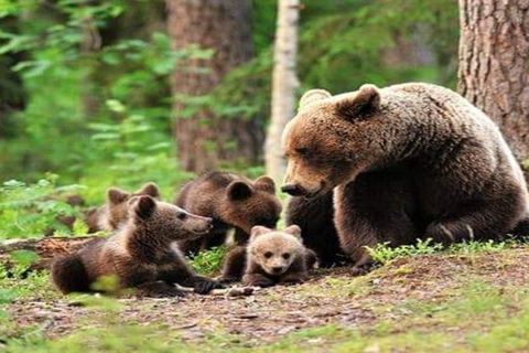 From Brasov: Libearty Bear Sanctuary Guided Tour