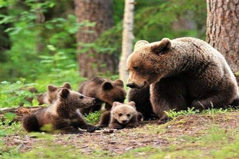 From Brasov: Libearty Bear Sanctuary Guided Tour