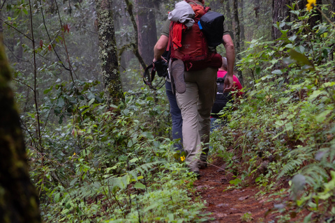 Oaxaca: Hiking Tour In the Sierra Norte With Lunch
