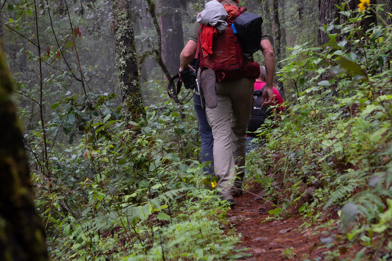 Oaxaca: Hiking Tour In the Sierra Norte With Lunch