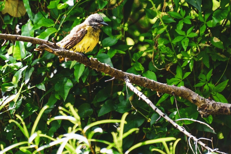 Half-Day Birdwatching in Buenos Aires