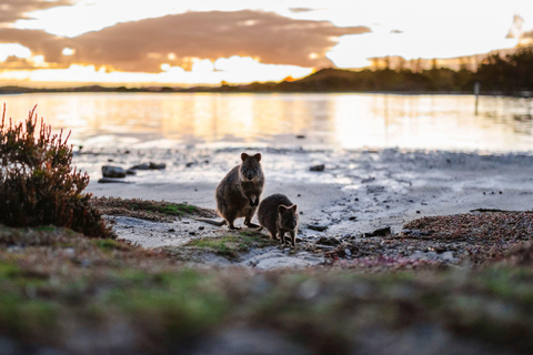 Rottnest Island Seals, Sunset & West End Bus Tour