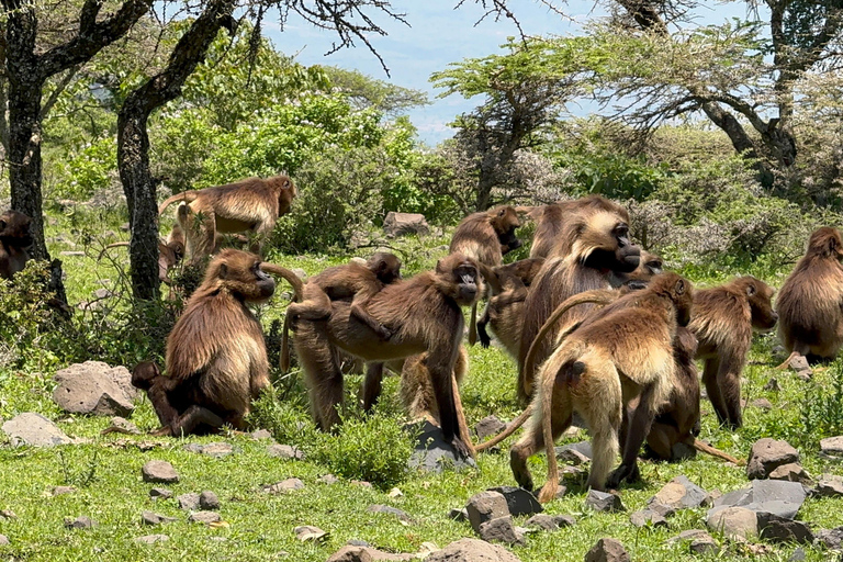 From Addis: Blue Nile Gorge, Baboons & Waterfalls