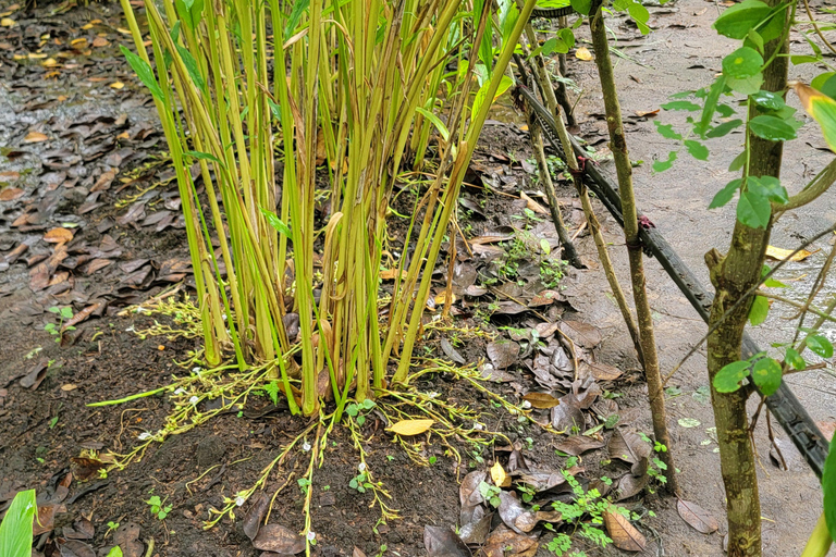 Zanzibar: Stone Town, fattoria delle spezie e tour della foresta di Jozani