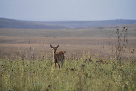 From São Paulo: 5-Day Serra da Canastra Wildlife Safari