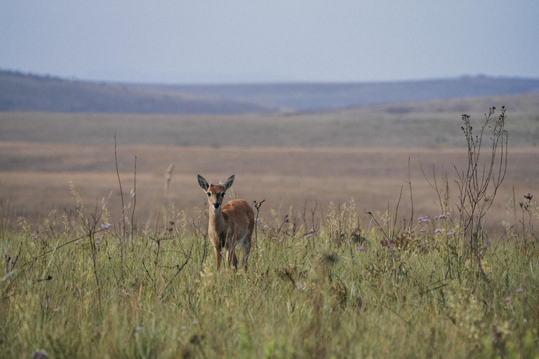 From São Paulo: 5-Day Serra da Canastra Wildlife Safari