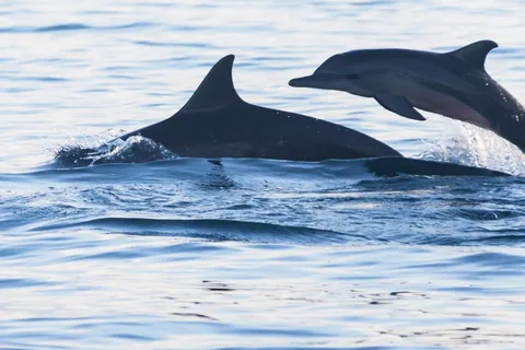 Bali Bliss: Dolphin Lovina Private Expedition