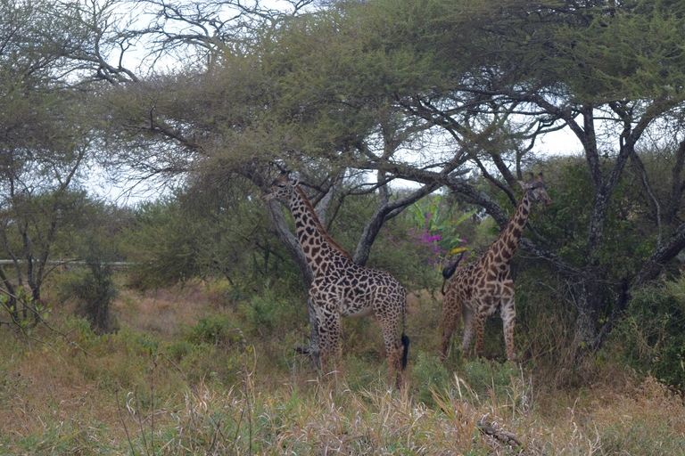 Arusha: Paseo con jirafas