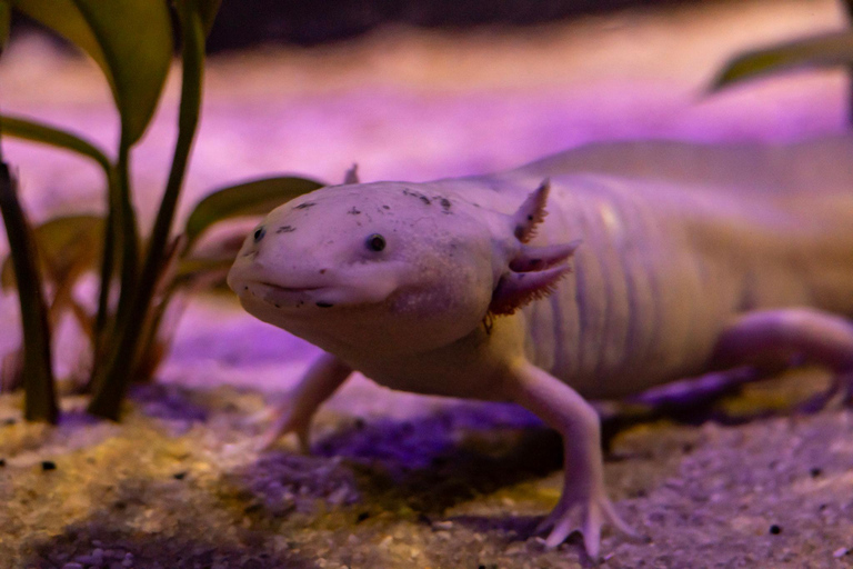 São Paulo : billet d'entrée pour le zoo de São Paulo