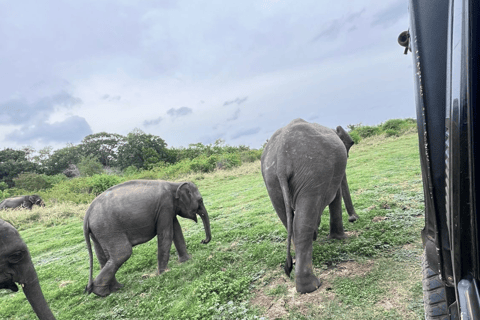 From Near Sigiriya: Kaudulla National Park Safari Tour Full Day Safari Tour
