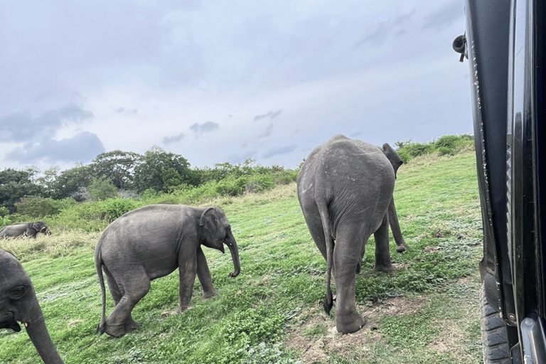 From Near Sigiriya: Kaudulla National Park Safari Tour Full Day Safari Tour