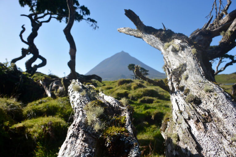 Pico Island: Lagoons and Mysterious Lava Tunnels Guided Tour