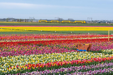 Amsterdam: Tulpenwonderland Tour
