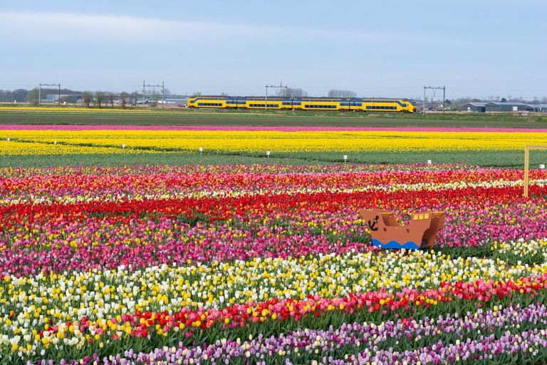 Amsterdam: Tulpenwonderland Tour
