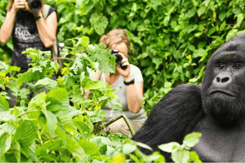 Trekking dei gorilla in Ruanda di 4 giorni, safari sul lago Kivu e nelle grotte.