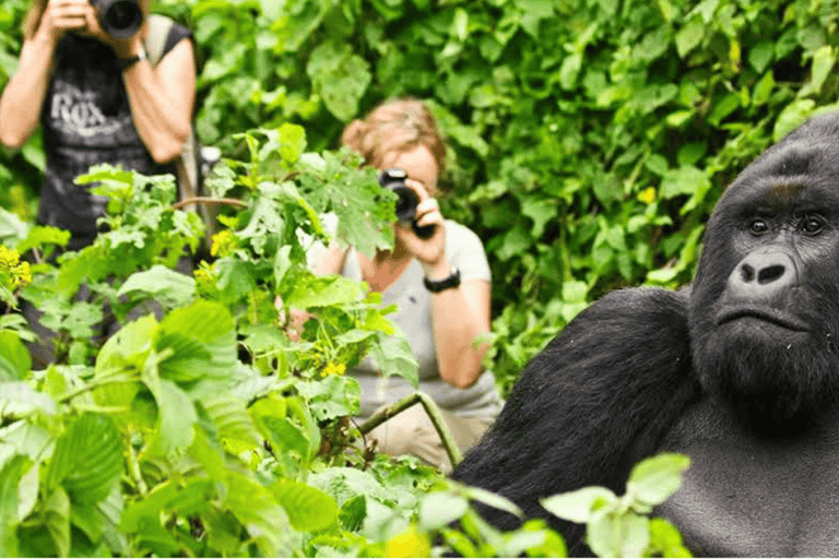 4-dniowy trekking z gorylami w Rwandzie, jezioro Kivu i safari w jaskini.