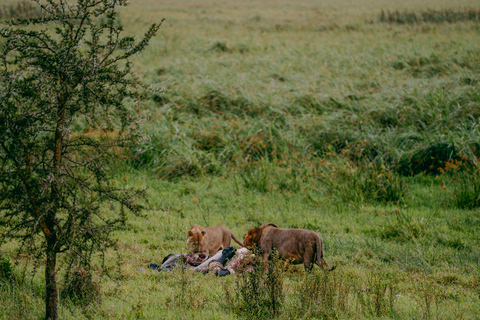 Kigali: Akagera National Park Safari with Boat Cruise