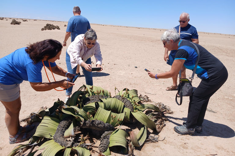 Walvis Bay to Swakopmund Tour: Coastal Gems & Desert Magic