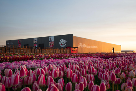 Tulip Experience and Tulip Fields Tour from Amsterdam