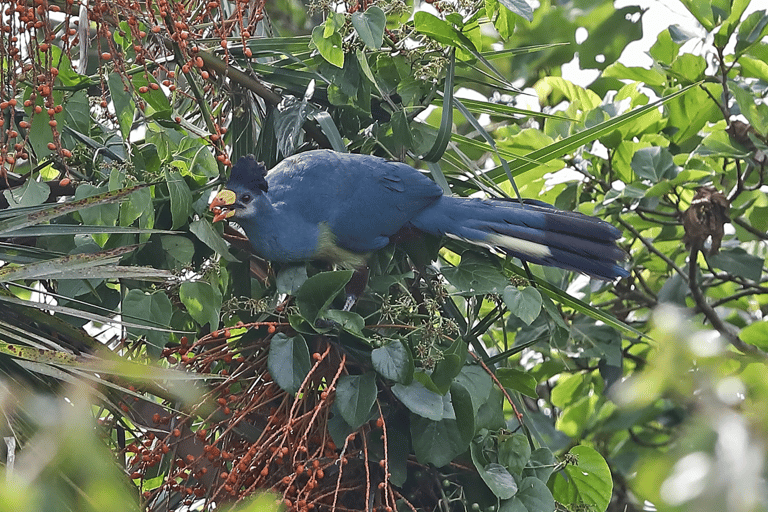 4天基巴莱森林黑猩猩追踪私人游4-Day Kibale Forest Chimpanzee Tracking Private Safari