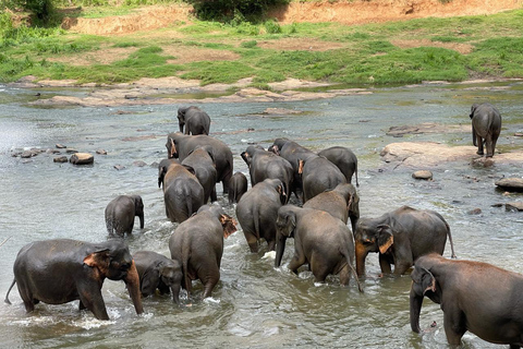 From Colombo: Ambuluwawa Tower & Pinnawala Day Trip Tour