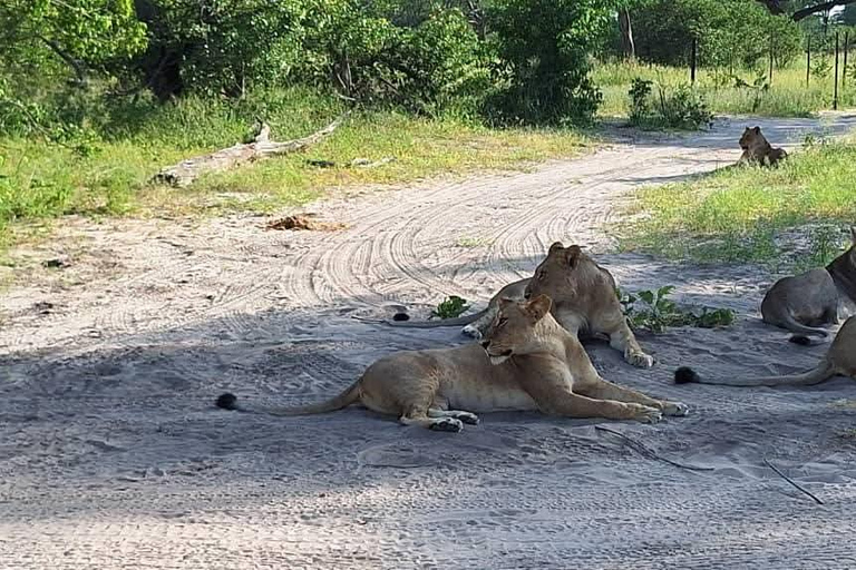 From Kasane: Chobe National Park Jeep Safari & River Cruise