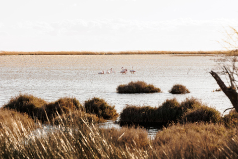 Aigues-Mortes 3H: Discover the secret Camargue in a 4x4 Full-Day