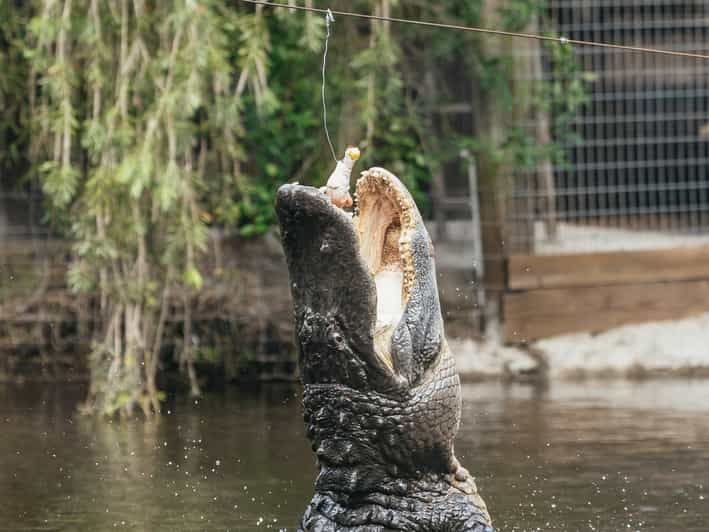 safari wild florida en auto