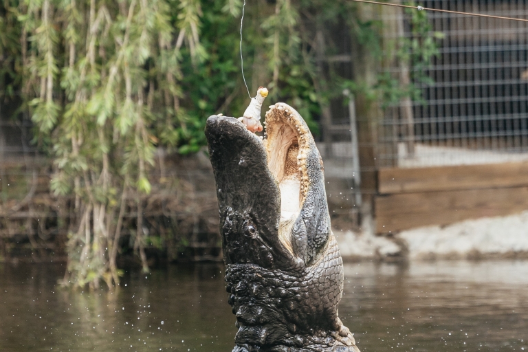 Orlando: Drive-Thru Safari Park w Wild Florida