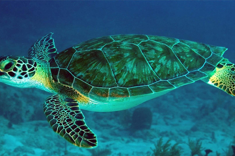 Amazing experience: Snorkeling with Turtles in Mirissa