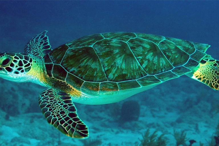 Amazing experience: Snorkeling with Turtles in Mirissa