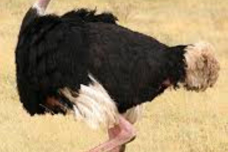 Day tour to Maasai Ostrich Farm in Kitengela