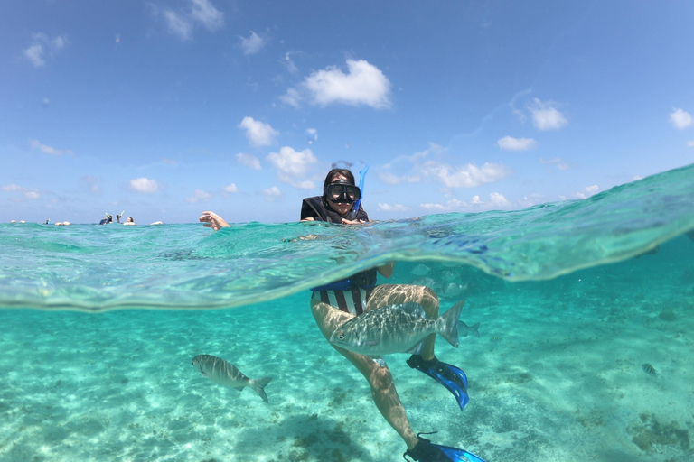 Cancun: Speedboat, Snorkeling, Dolphin Beach & Parasailing