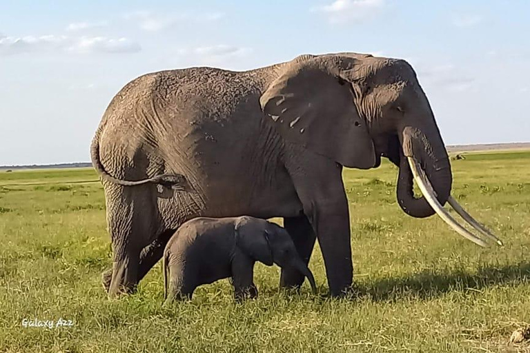 DAGTRIP AMBOSELI NATIONAAL PARK VANUIT NAIROBI BUDGETSAFARI.