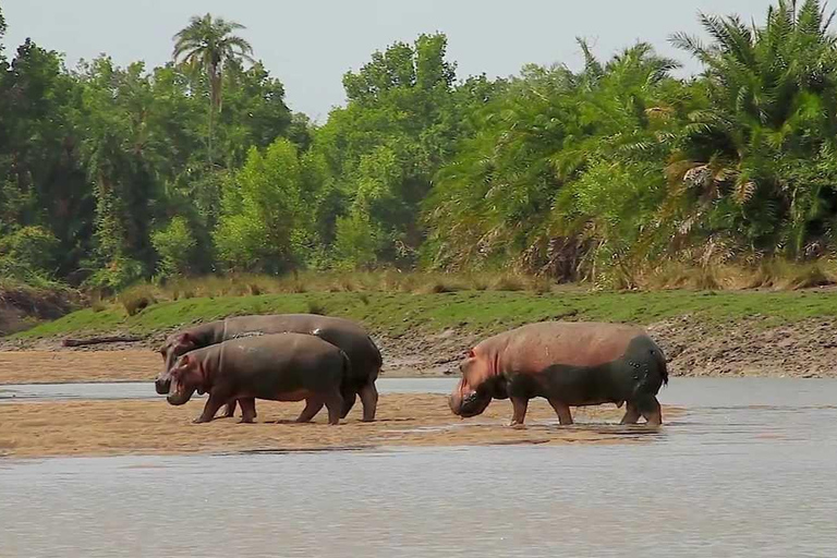 From Dar es Salaam: Saadani National Park 2-Day Safari