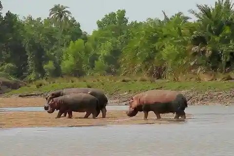 Da Dar es Salaam: Safari di 2 giorni nel Parco Nazionale di Saadani