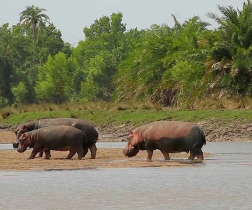 From Dar es Salaam: Saadani National Park 2-Day Safari