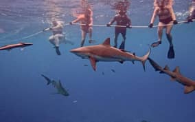  - Canarie.it
