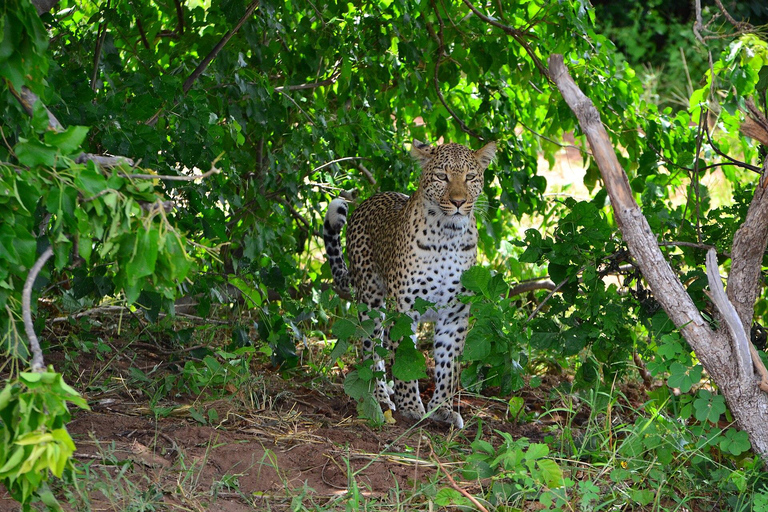 Chobe Safari from Victoria Falls: Game Drive & Cruise