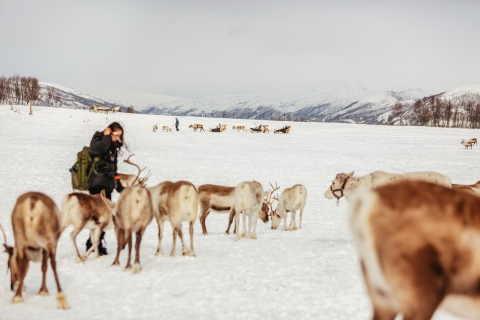 Tromsø: paseo en trineo con renos con guía lapónSesión de trineo de 10 minutos