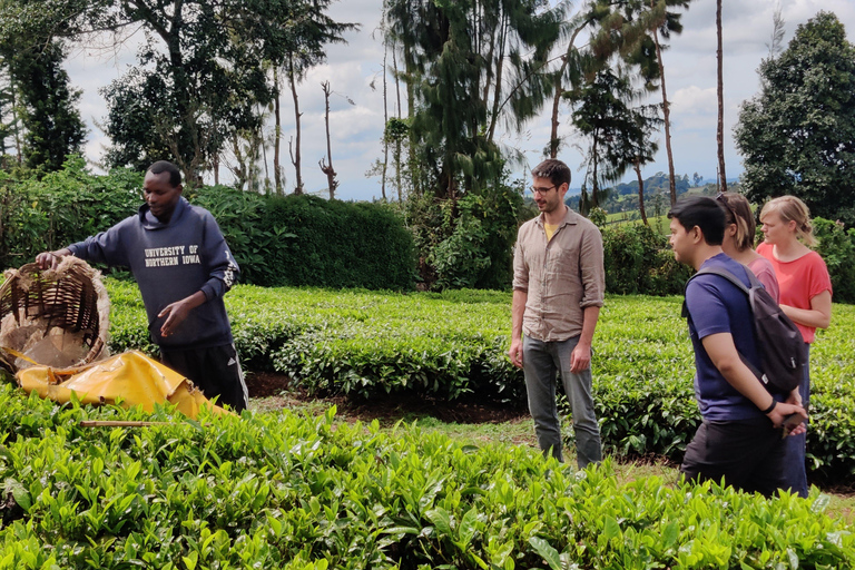 Nairobi: 1-dniowa wycieczka na farmę herbaty Teagoni