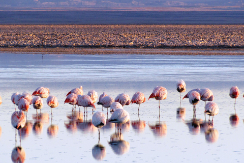 San Pedro de Atacama to Salar de Uyuni 3 day tour |Private|